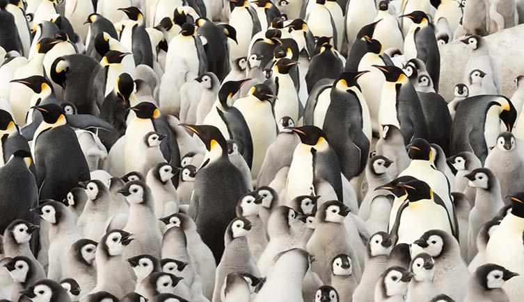 A group of adult and juvenile emperor penguins standing close to each other.