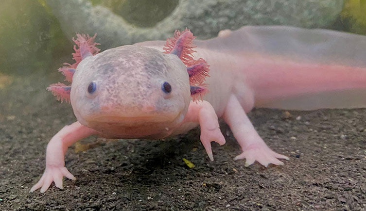 This pink axolotl only has one and a bit toes on its front left foot, rather than the usual four