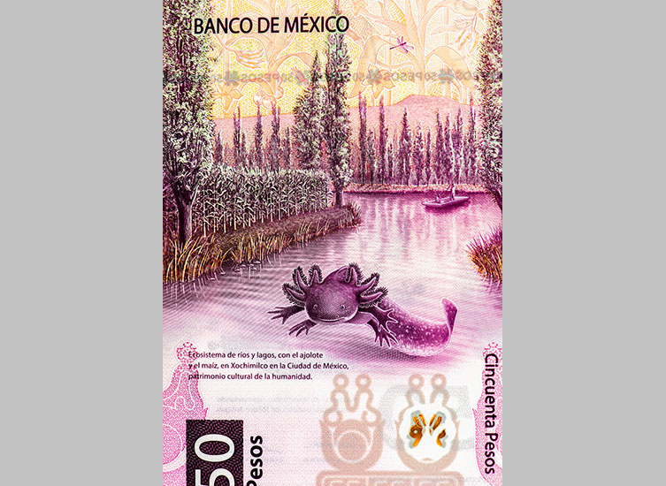 A mostly pinkish-purple illustration of an axolotl and its freshwater habitat, showing trees, chinampas (small artificial islands built for agricultural purposes) and two people in a small boat