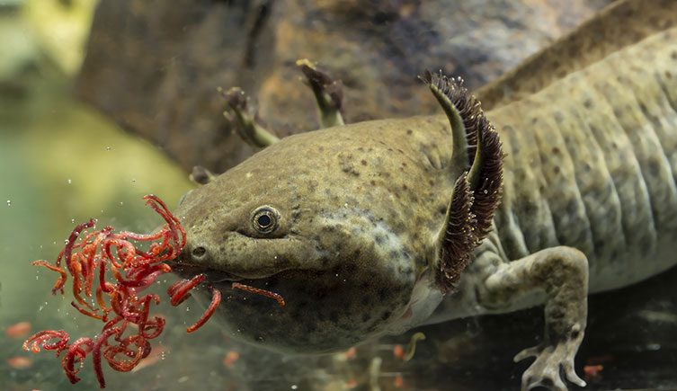 Wriggly, red mosquitoes in front of a mottled brown axolotl which has its mouth full