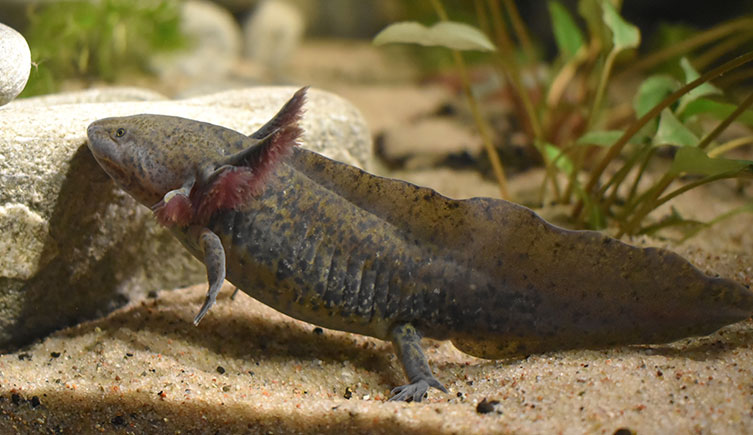 A brownish, dark-spotted axolotl with feathery gills fanned out around its head, and a wide, flat tail