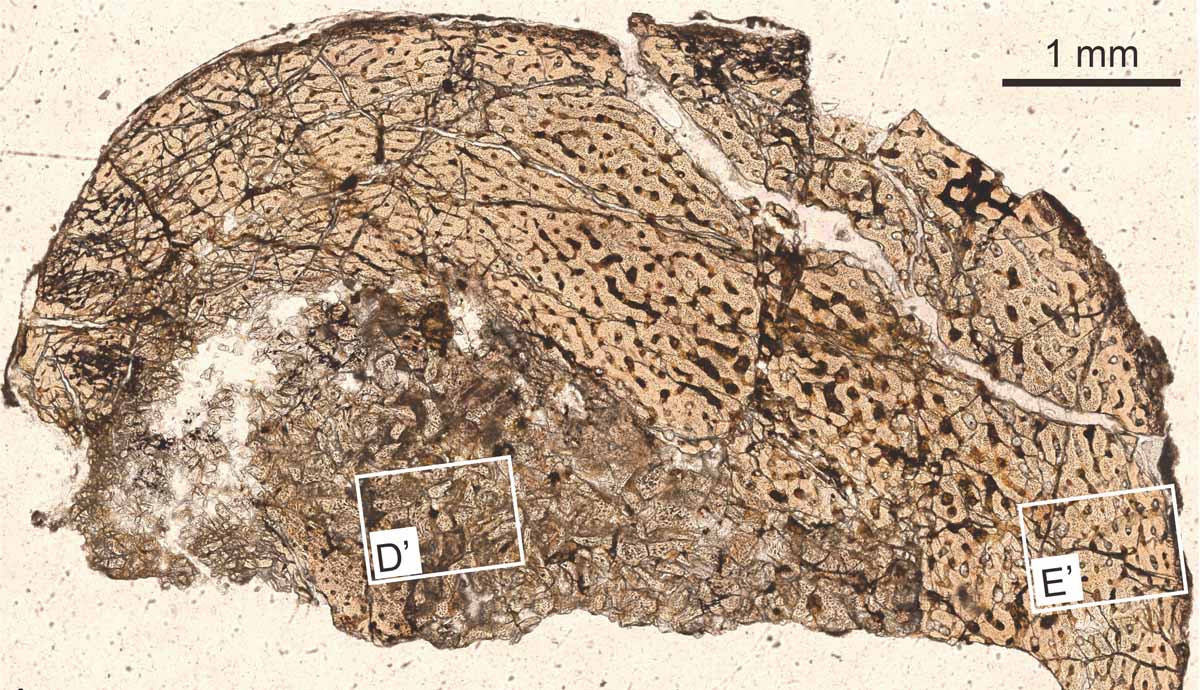 The cross section of a Liaoningosaurus bone under a microscope