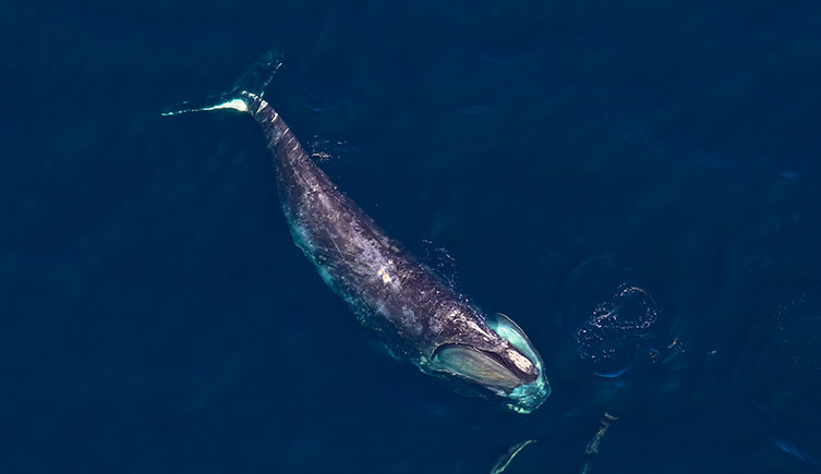 A North Atlantic right whale at the surface of the ocean