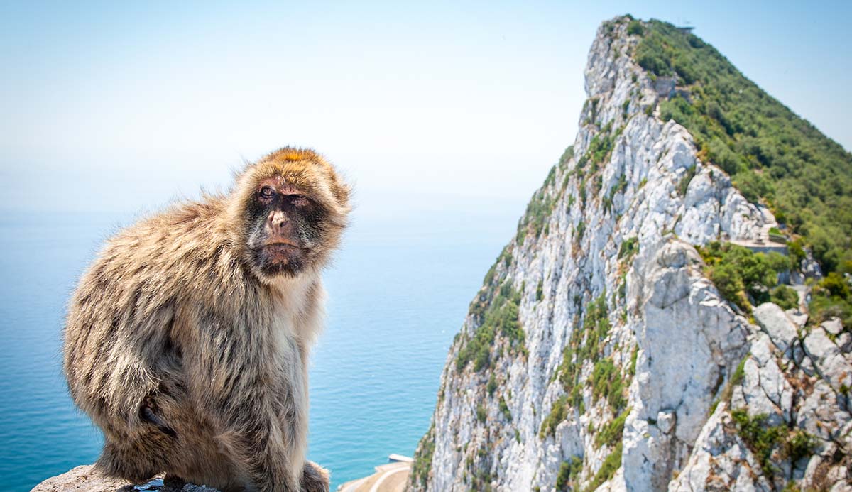 A Barbary macaque stands on a rock wall with the Rock of Gibraltar in the background. 