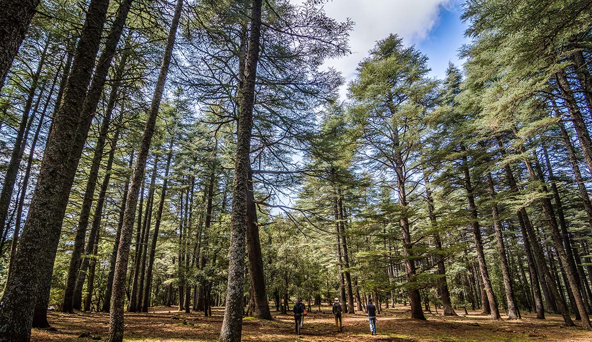 A group of people walk through tall cedar trees under a blue sky.