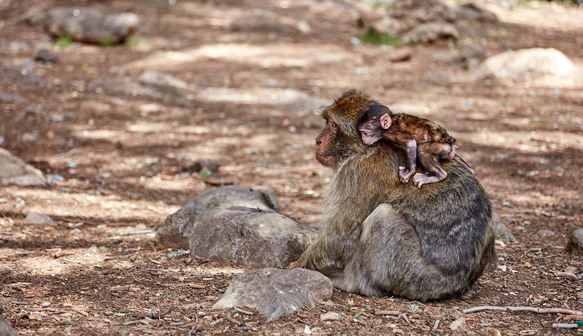 An adult Barbary macaque sits on the floor of a forest with a black-haired baby clinging to its back.