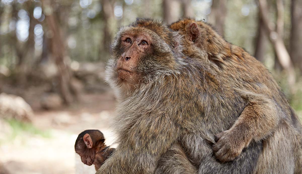 A Barbary macaque looks towards the viewer with a baby clutched in its arms and another macaque clinging on to it.