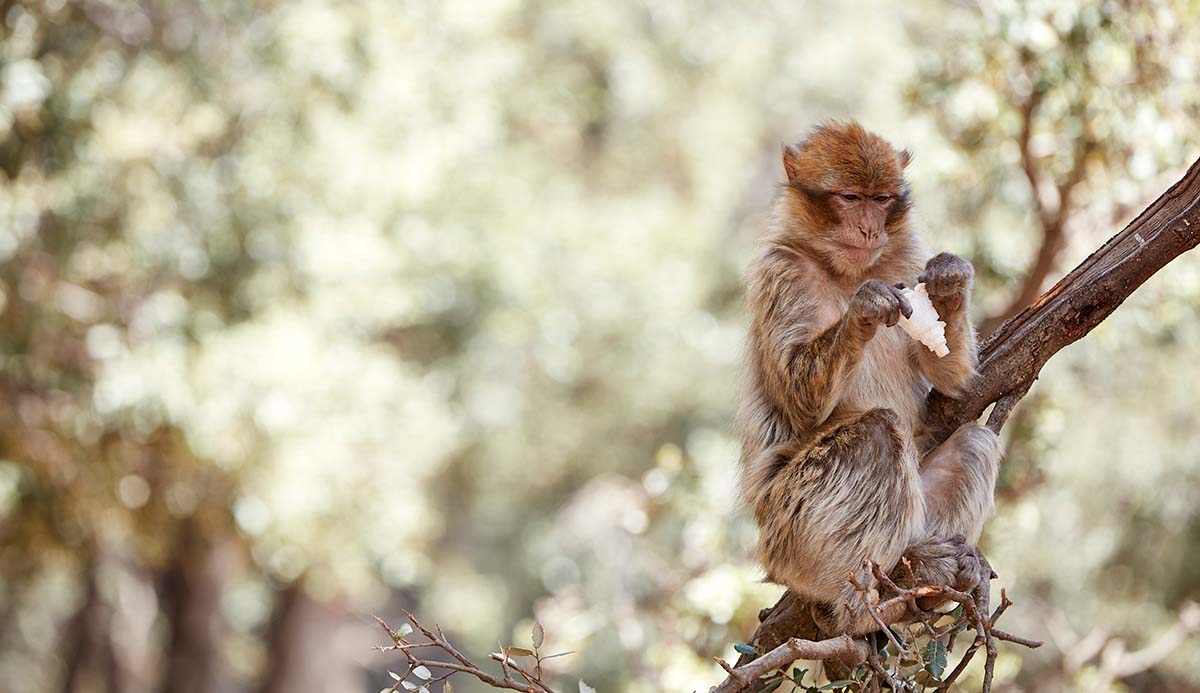 A Barbary macaque sits on a tree branch, looking at a white plastic object held in its hands.