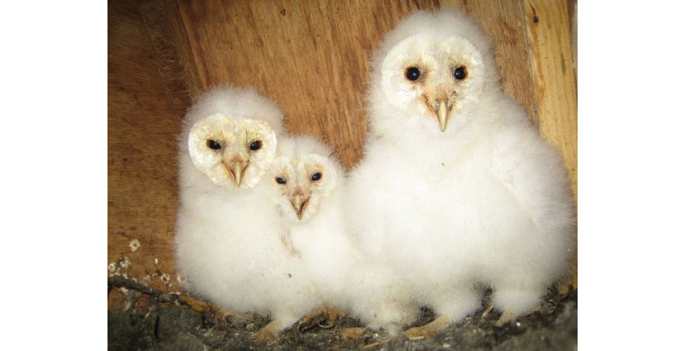 Three barn owl chicks