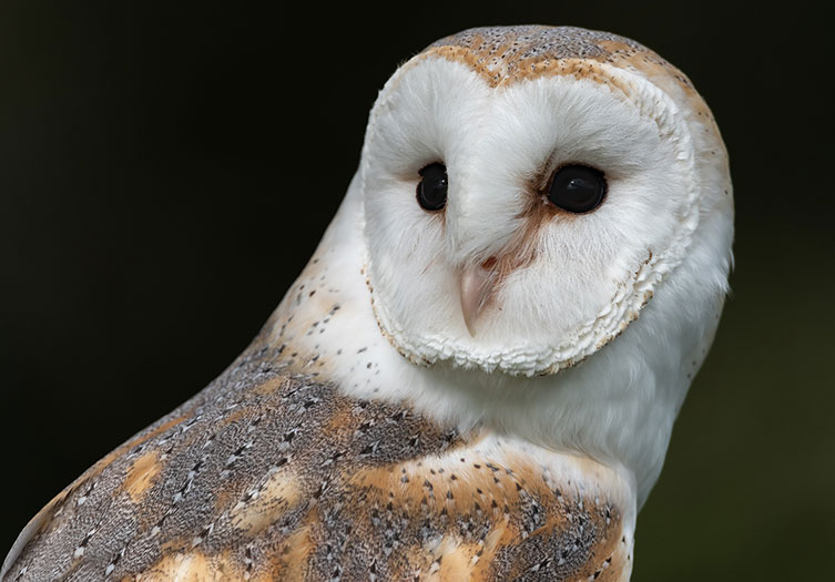 A barn owl, with its heart-shaped white face, dark eyes and part of its mottled grey and pale brown back visible