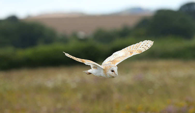 Barn owl flying over a field with more fields and hedges in the background