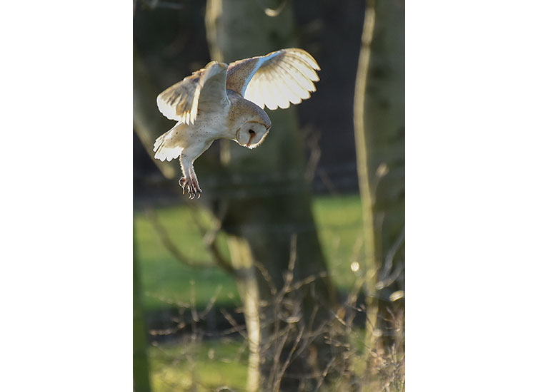 Barn owl hovering above a patch of ground