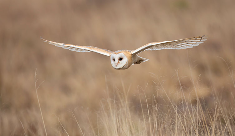 Barn owl flying low over a field