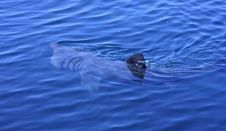 Basking shark with its dorsal fin poking out above the water's surface