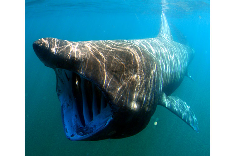 Underwater view of a basking shark with its mouth wide open