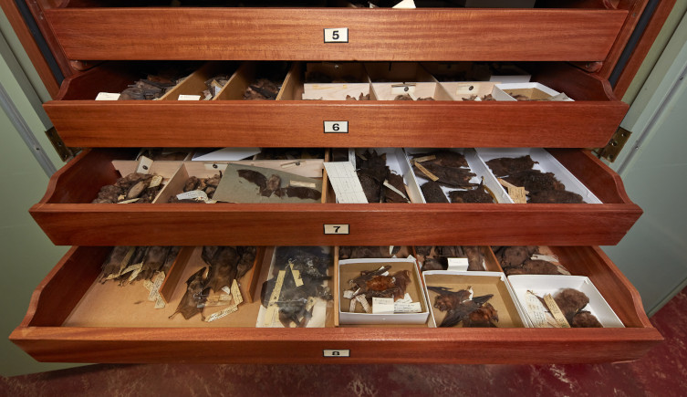 Layers of drawers full of bat specimens