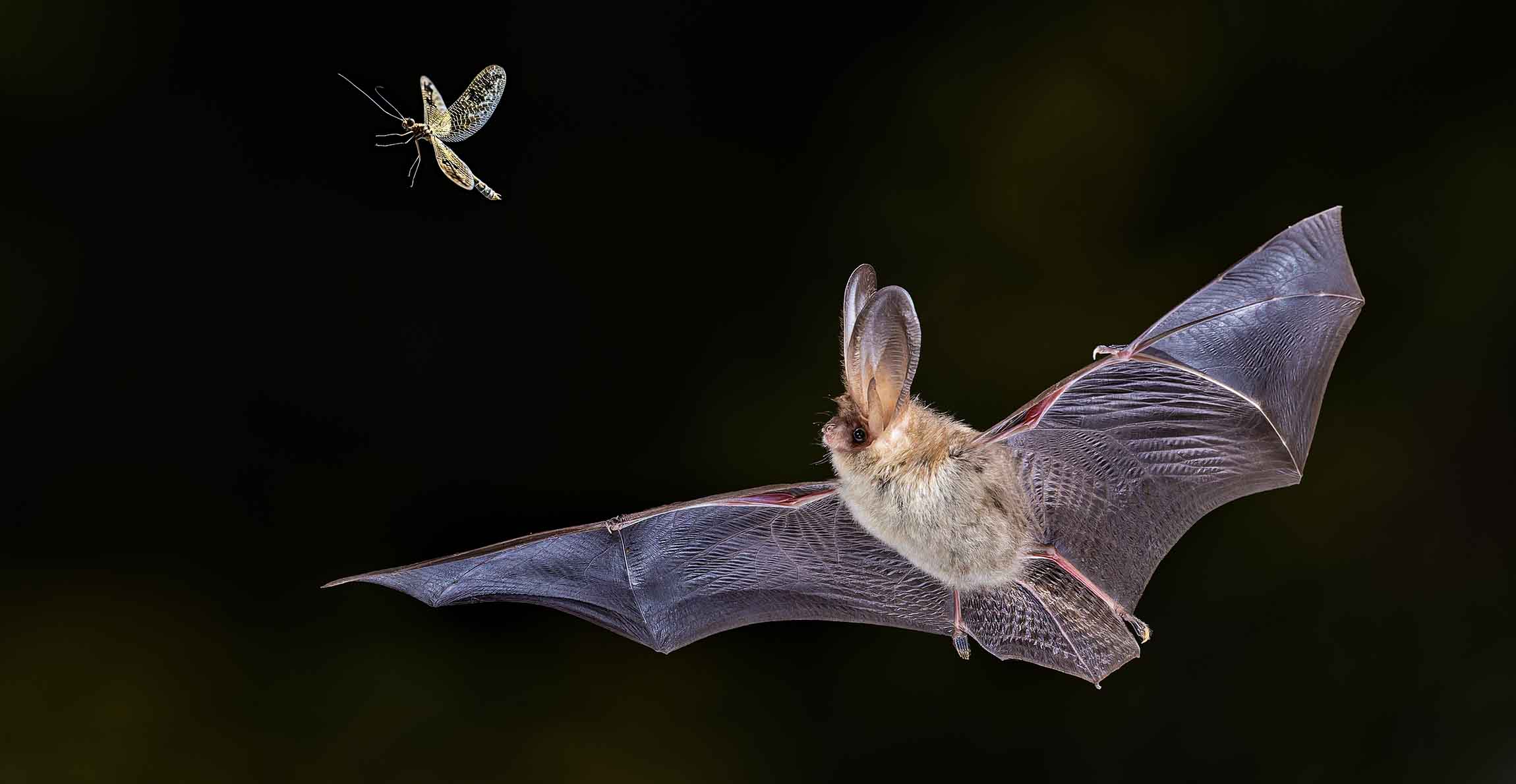 A large-eared bat flying after a large winged insect.