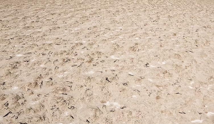 Aerial view of Bedout Island. At first glace it just looks like bumpy sand across the entire island, but on closer inspection each lump is a dead seabird. 