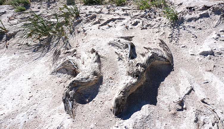 Two dead boobies dried out and partially covered with sand. 