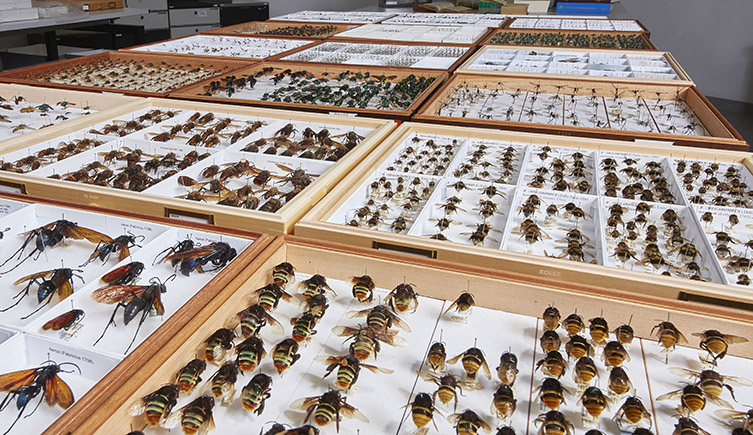There are over 20,000 species of bees