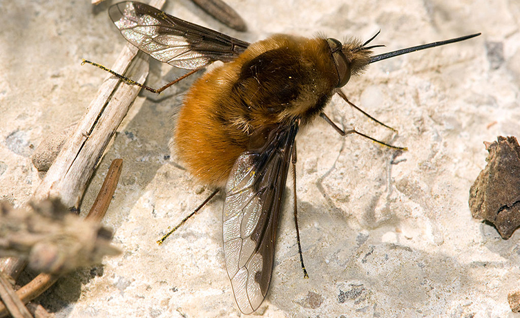 A dark-edged bee-fly rests on a path