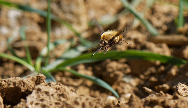 A bee-fly hovers near a hole in the soil