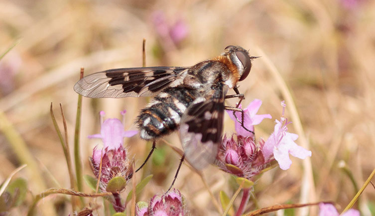 A mottled bee-fly on pink flowers