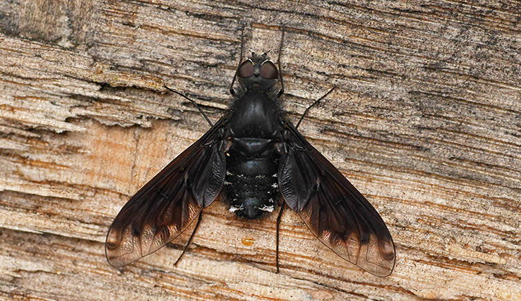 A bee-fly rests on a wood surface
