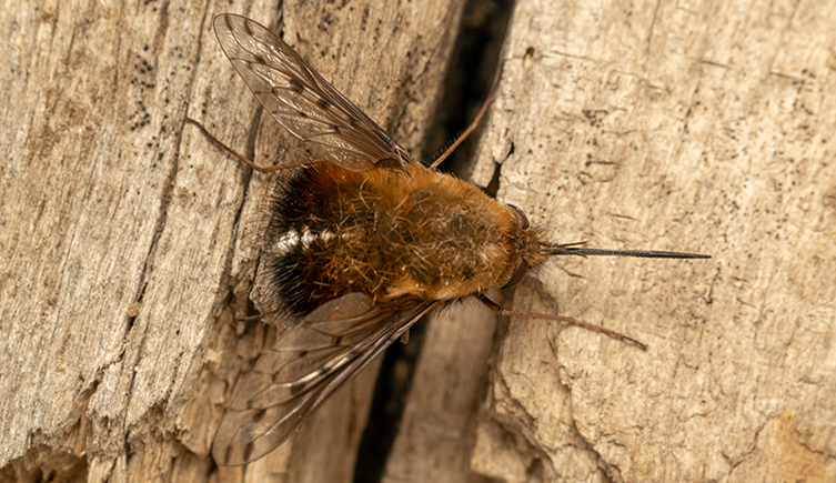 A bee-fly with dotted wings and spots on its furry abdomen