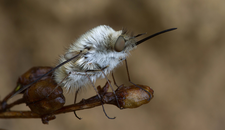 A fluffy, white bee fly with a long mouthpart sits on a dry stalk