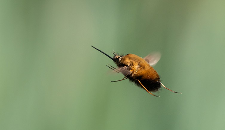 Bee Fly