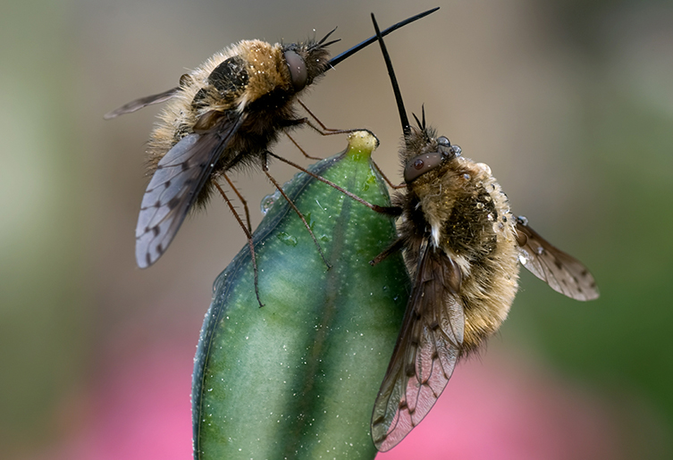 Two bee-flies with dotted wings and long mouthparts