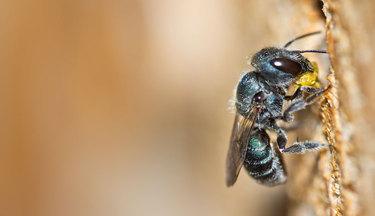 A small bee with a large brown eye. Its body is blue-green in colour. 
