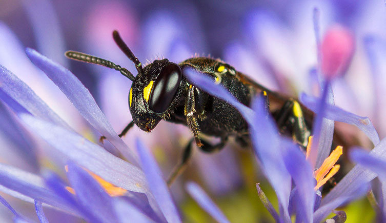 A black bee with small patches of yellow on the head, thorax and legs. It's perched amongst purple flower petals. 