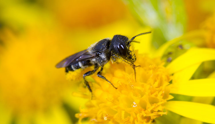 A tiny black bee perches on a yellow flower. Its face is covered in pollen. 