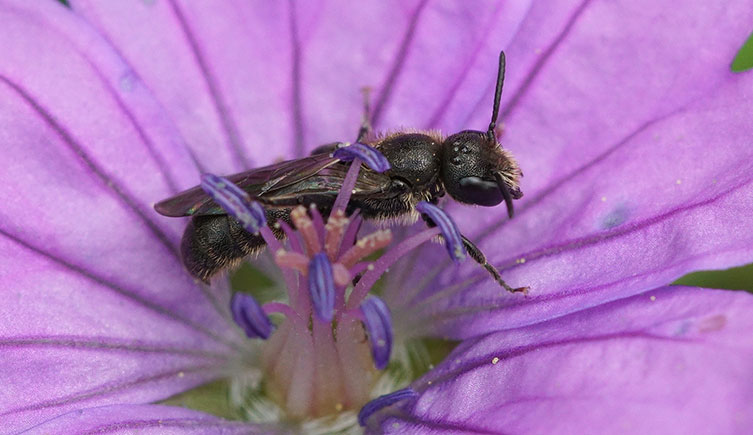 A dark, slender-bodied bee inside a purple flower.