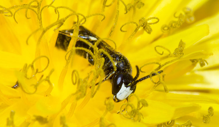 A black bee with a plain white face. It's perched inside a yellow flower and is covered in small flecks of pollen. 