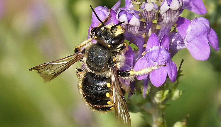 A small dark-bodied bee with a light face and legs, and off-white dots on its abdomen, clings to a cluster of purple flowers. 