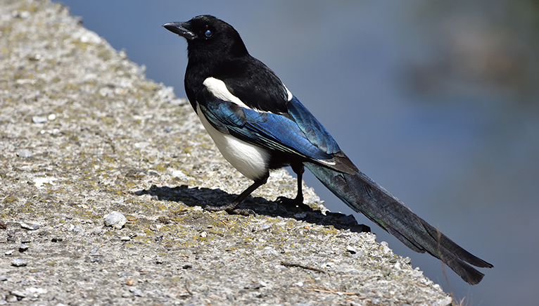 A regal-looking magpie stands on a riverbank, it has a white front, black head and beak, and iridescent blue feathers on its folded wings