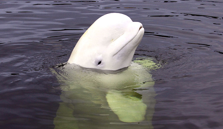 A beluga with it’s head above the water’s surface.
