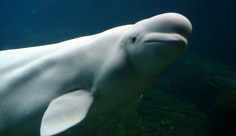 A beluga swimming deep underwater