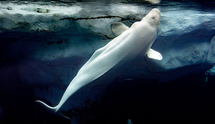 A beluga swims up against an iceberg/