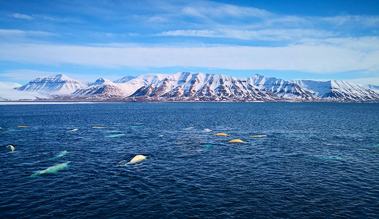 A pod of belugas close to the shoreline in Svalbard