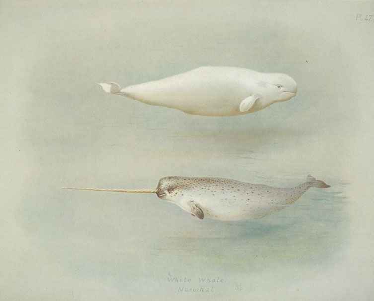 An illustration of a beluga whale and a male narwhal.