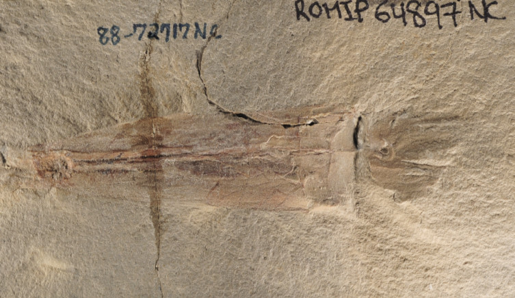 The type specimen of Syllipsimopodi bideni 