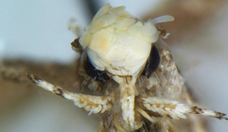 A close-up of the face of Neopalpa donaldtrumpi