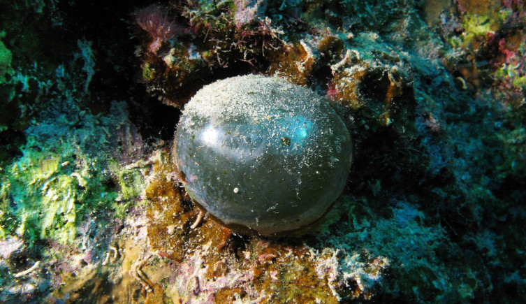 A large brown grey cell of Valonia ventricosa in the Red Sea