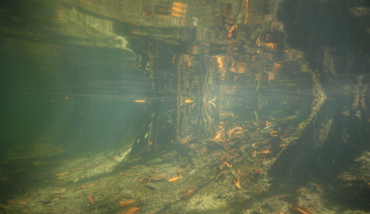 An underwater photograph of the sediment beneath mangroves