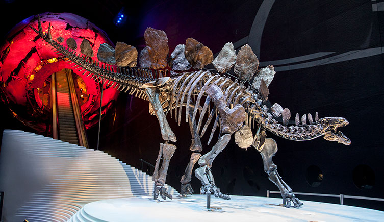 A Stegosaurus skeleton on display in the Museum