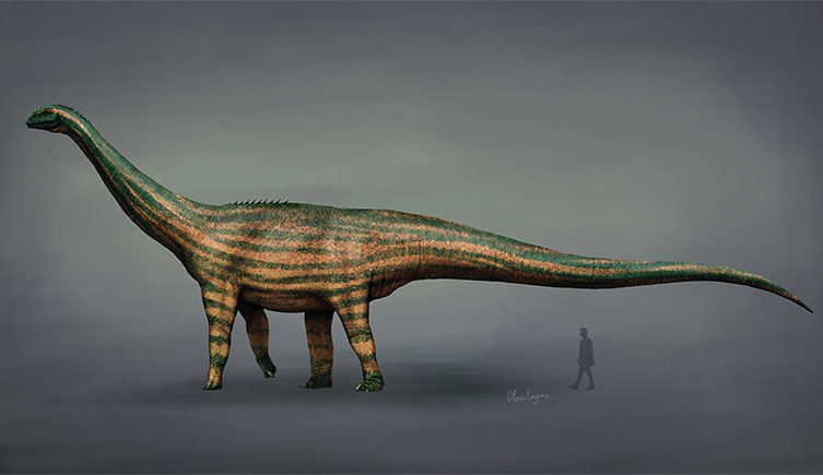 An illustration of Turiasaurus with a human for size comparison